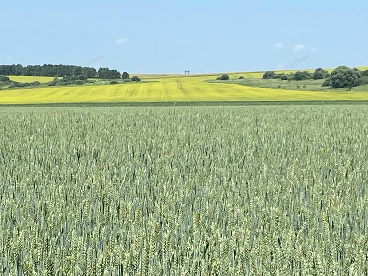 Лора